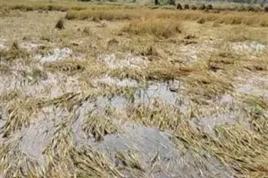 यवतमाल में बेमौसम बारिश का कहर... जनजीवन प्रभावित, किसानों की फिर बढ़ी चिंता