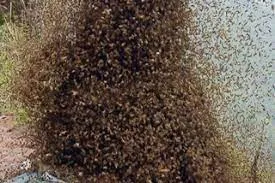 महाराष्ट्र के चंद्रपुर में मधुमक्खियों का आतंक...  टूरिस्टों पर किया हमला, 2 की मौत और 5 घायल
