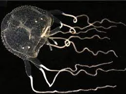 हांगकांग के एक छोटे से तालाब में मौजूद है 24 आखों वाली ये भयानक मछली, वैज्ञान‍िक भी देखकर हैं हैरान