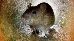 न्यूयॉर्क शहर में चूहों के आतंक से त्रस्त हो चुके हैं लोग, पूरी आबादी को हो सकता है कोविड से खतरा...