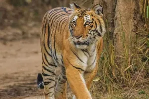 लोगों पर लगातार बढ़ रहे बाघ के हमले, दो बाघिनों को NNTR में किया जाएगा स्थानांतरित