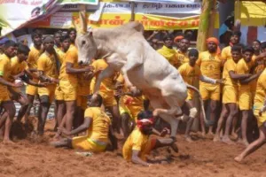 सुप्रीम कोर्ट ने तमिलनाडु के नियमों को दी मान्यता, जल्लीकट्टू की कानूनी वैधता बरकरार