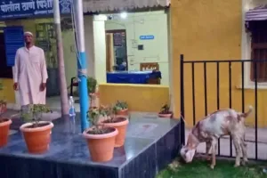 ‘3 हजार की बकरी, 2 हजार का जुर्माना’, पौधे खा गई तो औरंगाबाद पुलिस ने दिनभर बांध कर रखा