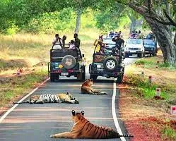 ताडोबा वन रेंज में अब महिलाओं को मिलेगी सफारी चलाने की कमान, ट्रेनिंग की दी जा रही सुविधा