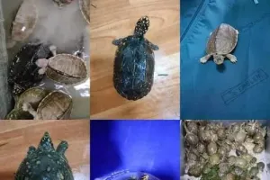 खुफिया निदेशालय ने 3 राज्यों में मारी रेड, 955 कछुए के साथ 6 लोगों को पकड़ा