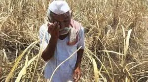 महाराष्ट्र के किसानों को राहत...  शिंदे सरकार तीन हेक्टेयर तक फसल नुकसान पर सहायता देगी 
