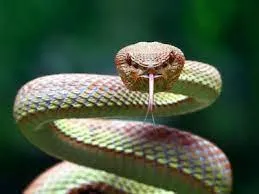 खोदा पहाड़, निकले संपेरे... 