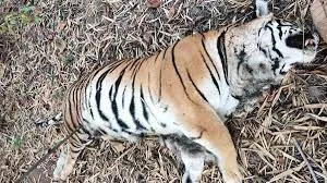 महाराष्ट्र के चंद्रपुर में ट्रेन की चपेट में आने से बाघ की मौत, वन्यजीव प्रेमियों में आक्रोश...  