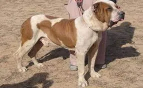 90 मिनट में मुंबई पुलिस के खोजी कुत्ते ने अगवा किए गए 6 साल के बच्चे को ढूंढ निकाला... 