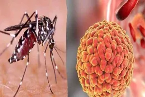 जीका वायरस को लेकर प्रशासन अलर्ट, घरों में बढ़ाया गया सर्वे