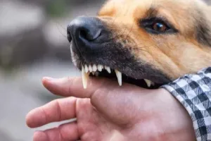 कुत्तों के काटने के मामले में महाराष्ट्र टॉप पर