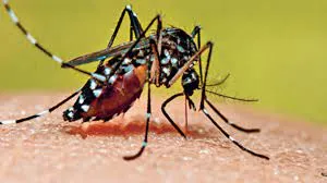 महाराष्ट्र में मच्छरों का काफी आतंक... हर घंटे दो लोगों को होता है डेंगू