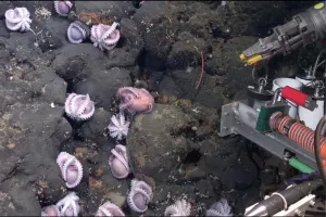 वैज्ञानिकों ने कोस्टा रिका के तट पर समुद्र में ऑक्टोपस की पहले कभी न देखी गई 4 नई प्रजातियाँ खोजीं
