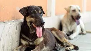 बीएमसी 5 दिनों में 15 हजार कुत्तों को लगाएगी रेबीज का टीका...