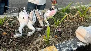 मुंबई के नेरुल तालाब में साइनबोर्ड से टकराकर 4 राजहंस की मौत !