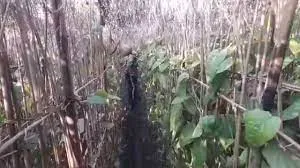 इस वर्ष औरंगाबाद में मौसम के कहर से मगही पान की खेती हुई विनष्ट... किसानों की बढ़ी परेशानी