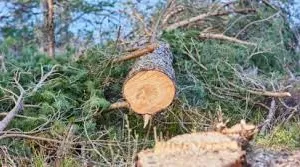 निजी भूमि पर पेड़ों की कटाई के लिए समितियों को नोटिस... प्रति पेड़ 800 से 4000 रुपये शुल्क