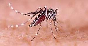 महाराष्ट्र में मच्छर जनित रोगों से लोगों की सेहत पर बढ़ा प्रकोप... 3,500 से अधिक मामले