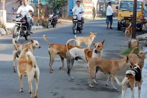पुणे नगर निगम द्वारा संचालित पशु जन्म नियंत्रण कार्यक्रम में बाधा