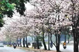 मुंबई : विक्रोली इलाका टेब्यूबिया फूलों से खिल उठा...