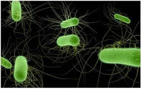 आईआईटी बॉम्बे के शोधकर्ताओं ने मिट्टी में मौजूद विषैले प्रदूषकों को खत्म करने के साथ ही उपयोगी पोषक तत्व को बढ़ाने में सहायक बैक्टीरिया की खोज की