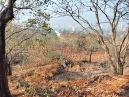नवी मुंबई : पारसिक पहाड़ी पर पौधों को पानी देने की व्यवस्था न होने के कारण सूख गया
