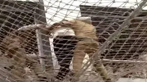 मुंबई :सचिवालय की बिल्डिंग से प्रदर्शनकारी ने लगाई छलांग, सुरक्षा जाल से बच गई जान 