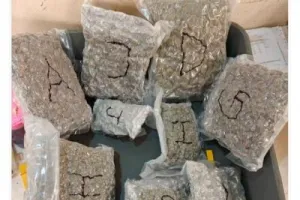 मुंबई एयरपोर्ट कस्टम्स ने 13.92 करोड़ रुपये की हाइड्रोपोनिक गांजा जब्त