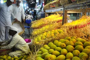 क्रॉफोर्ड मार्केट में आम के राजा हापुस (अल्फांसो) की आमद 
