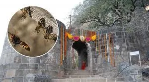 पुणे : ऐतिहासिक शिवनेरी किले में मधुमक्खियों के हमले से अफरा-तफरी मच गई