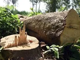 ठाणे में खतरनाक पेड़ों की होगी कटाई... 6000 से ज्यादा शाखाओं की होगी छंटाई, मनपा करेगी डेढ़ करोड़ खर्च 