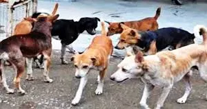 मुंबई: 19 नागरिक वार्डों में पिछले एक दशक में आवारा कुत्तों की संख्या में 31.6% की गिरावट आई 