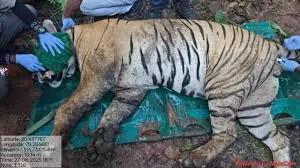 चंद्रपुर स्थित ताडोबा-अंधारी टाइगर रिजर्व में लोकप्रिय बाघ टी-126 (छोटा मटका) को बचा लिया गया