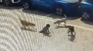 कल्याण:  आवारा कुत्तों के हमले में एक छोटे लड़के समेत पाँच लोग घायल