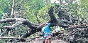   यवतमाल : किसान का दावा बड़े विवाद का कारण बन गया; 5 करोड़ का दावा निकला झूठा 