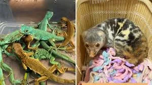 मुंबई : वन्यजीव तस्करी का सनसनीखेज मामला उजागर; बैंकॉक से पहुंचे एक यात्री जिंदा विदेशी जीव बरामद