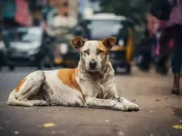 मुंबई: कुत्ते को अपनी गाड़ी से कुचलने का एक भयावह वीडियो सोशल मीडिया पर वायरल