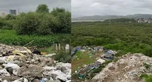 मीरा-भायंदर सिविक एडमिनिस्ट्रेशन ने राज्य के फॉरेस्ट डिपार्टमेंट से की अपील; 14 हेक्टेयर मैंग्रोव ज़मीन का प्रोटेक्टेड फॉरेस्ट स्टेटस हटा दे