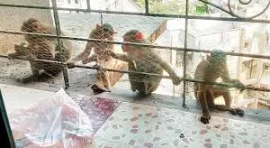 मुंबई : बढ़ रही हैं बंदरों के इंसानी बस्तियों में घुसने की घटनाएं ; बढ़ती शिकायतों को देखते हुए सरकारी प्रस्ताव जारी 