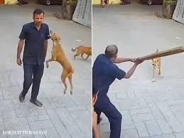  मुंबई : आवारा कुत्ते ने अचानक हमला कर दिया और उसके कंधे पर काट लिया; स्कूल सिक्योरिटी गार्ड घायल 