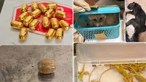  मुंबई: कस्टम ने 2.5 किलो सोना और 8.4 किलो हाइड्रोपोनिक वीड बरामद की