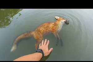 ठाणे : खुले पानी के टैंक में गिरने के बाद जंगली लोमड़ी को बचाया गया