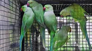 मुंबई : संरक्षित तोते की प्रजातियों की तस्करी के लिए तीन लोगों पर मामला दर्ज