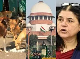  नई दिल्ली : डॉग फीडर्स की तय होगी जिम्मेदारी… आवारा कुत्तों के मामले में सुप्रीम कोर्ट ने मेनका गांधी के बयान पर जताई नाराजगी