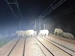 हावड़ा-मुंबई रेल मार्ग पर हाथियों का कब्जा; बंडामुंडा में ठप रहा रेल परिचालन, 6 प्रमुख ट्रेनें प्रभावित