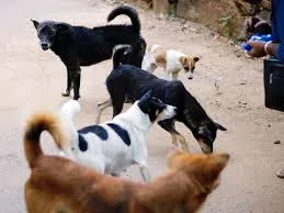मुंबई  : ग्रामीण और शहरी दोनों इलाकों में आवारा कुत्तों की आबादी तेज़ी से बढ़ी