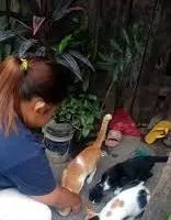 मुंबई : आवारा बिल्लियों को खाना खिला रही महिला को परेशान करने के आरोप में आदमी पर केस दर्ज