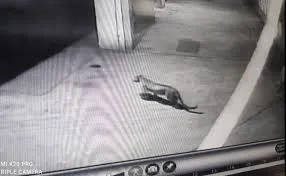 मुंबई : पॉश सोसायटी में दहशत, शिकार की तलाश में घूमता दिखा तेंदुआ, वन विभाग ने लगाया पिंजरा