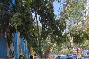 मुंबई में दर्दनाक हादसा: खार वेस्ट में निर्माण स्थल से पेड़ गिरने के एक हफ्ते बाद 14 वर्षीय लड़की की मौत