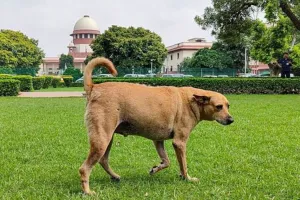 सुप्रीम कोर्ट का बड़ा फैसला: आवारा कुत्तों को हटाने और नसबंदी आदेश बरकरार, पुनर्विचार याचिकाएं खारिज